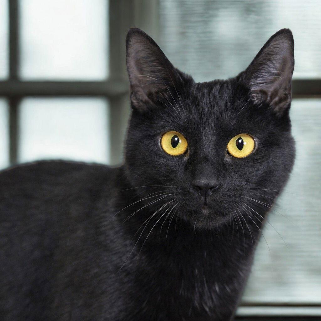 Enlarge Panther, a Adopted Domestic Short Hair in Hopewell, VA image 2/3