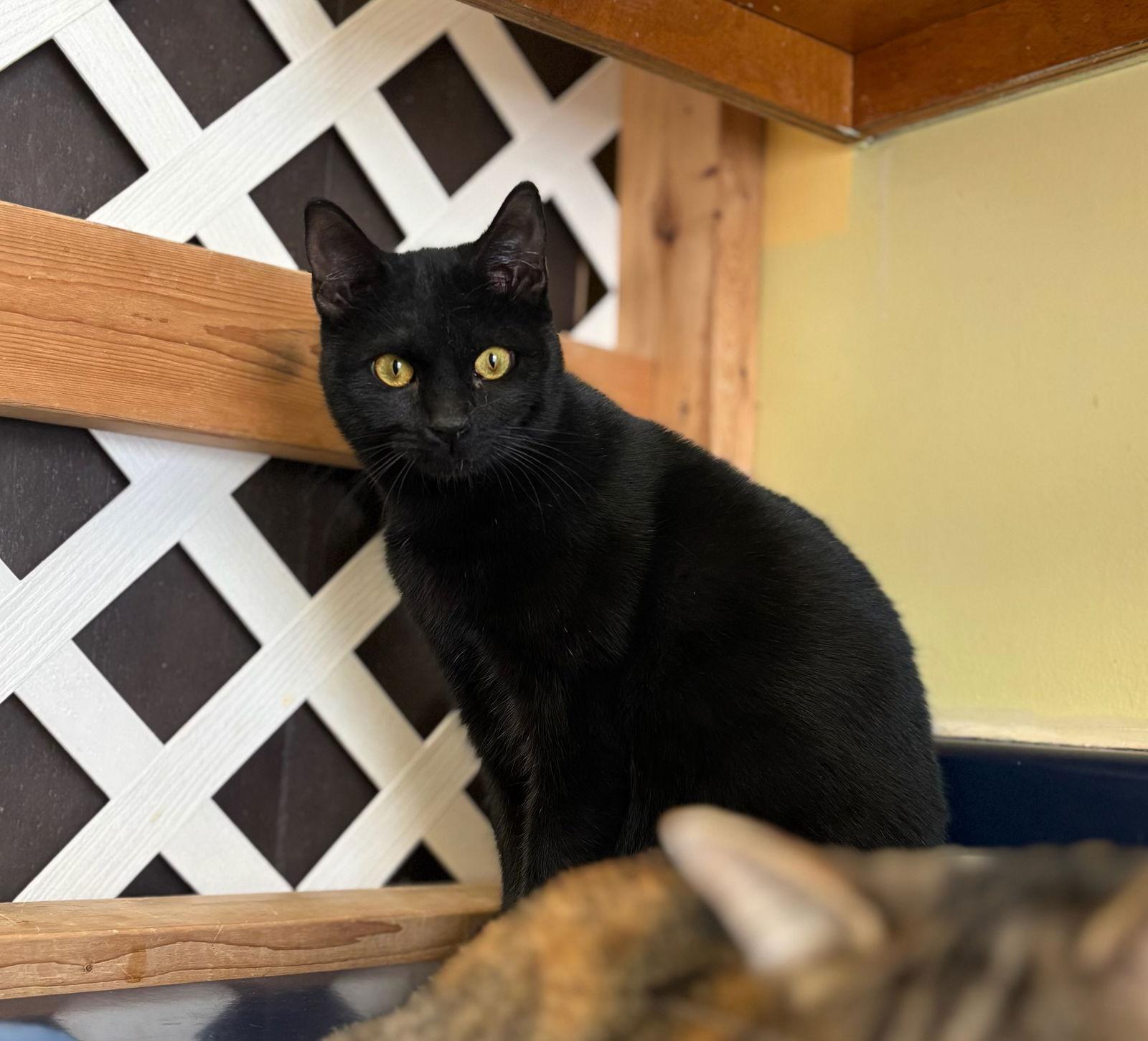 Enlarge Panther, a Adopted Domestic Short Hair in Hopewell, VA image 3/3