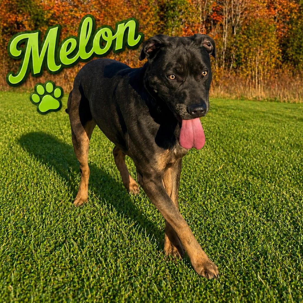 Enlarge Melon, a Adoptable mixed breed in Hohenwald, TN image 2/6