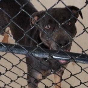 Enlarge Melon, a Adoptable mixed breed in Hohenwald, TN image 3/5