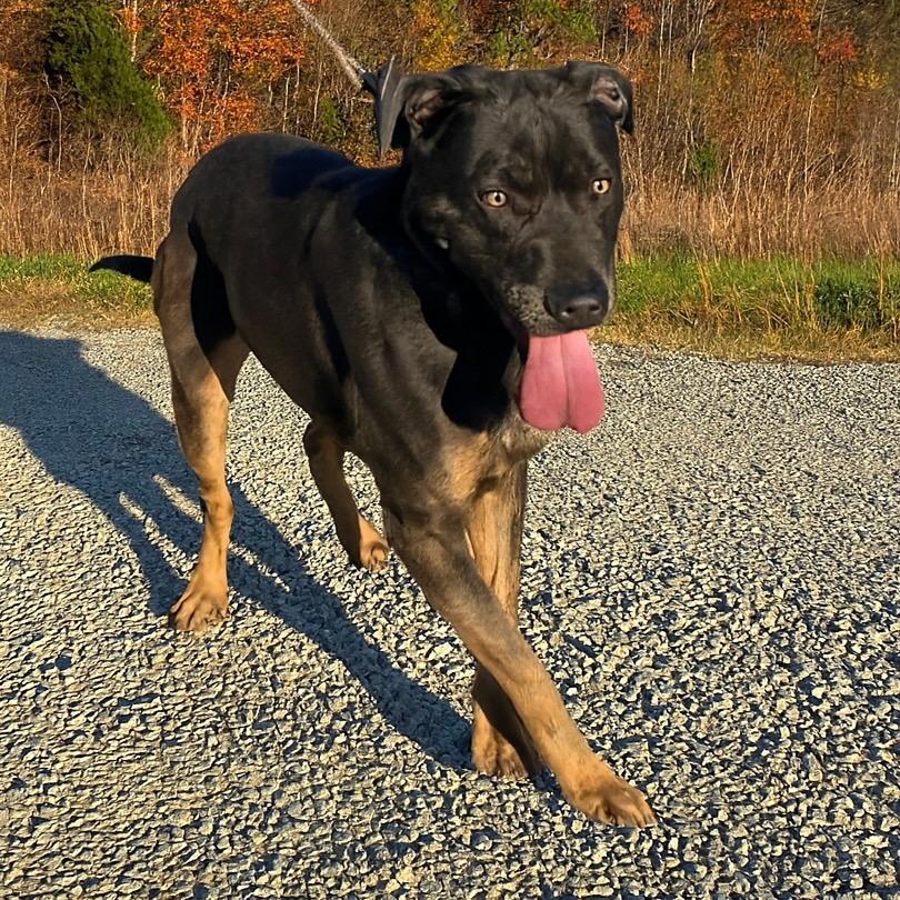 Enlarge Melon, a Adoptable mixed breed in Hohenwald, TN image 5/5