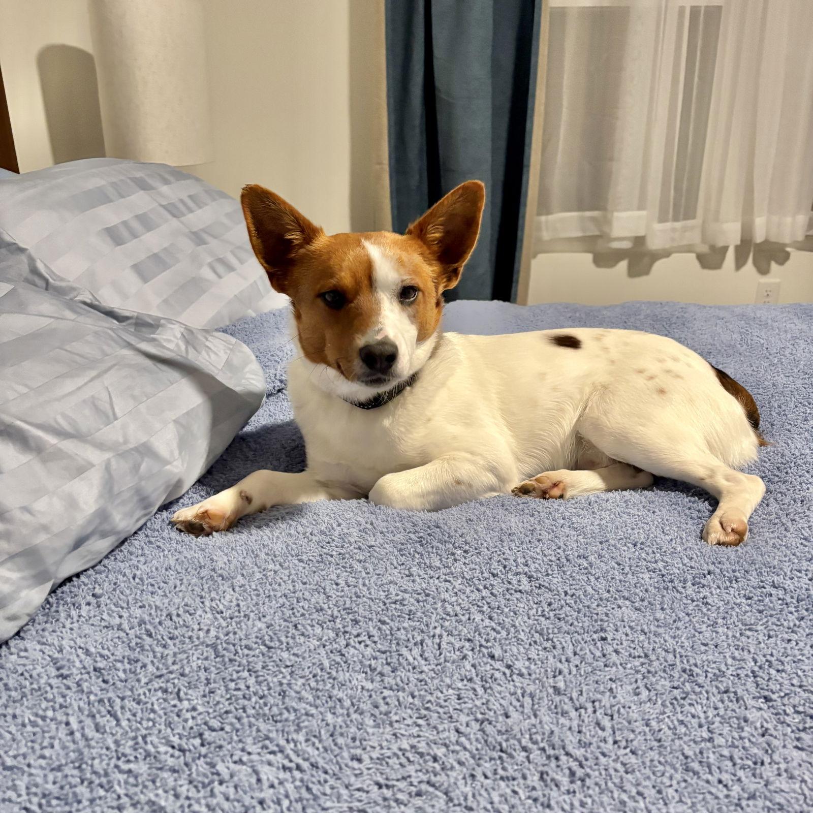 JJ, Adopted, Young Male Jack Russell Terrier.