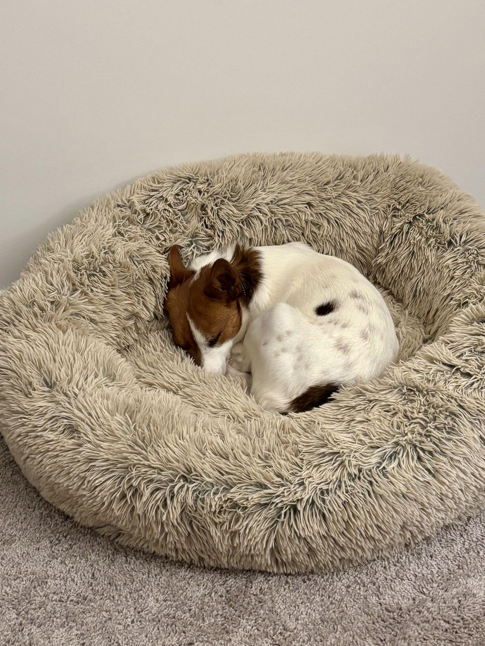 Enlarge JJ, a Adopted Jack Russell Terrier in Alexandria, KY image 3/3