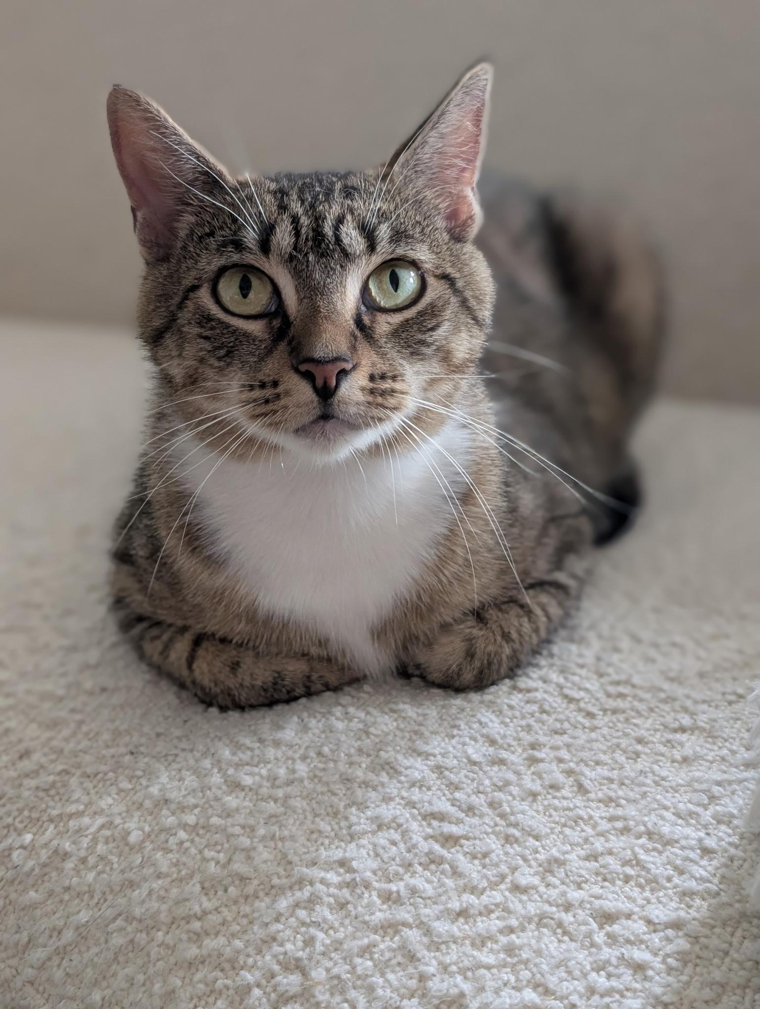 Binoculars, ADOPTABLE, Young Female Domestic Short Hair.