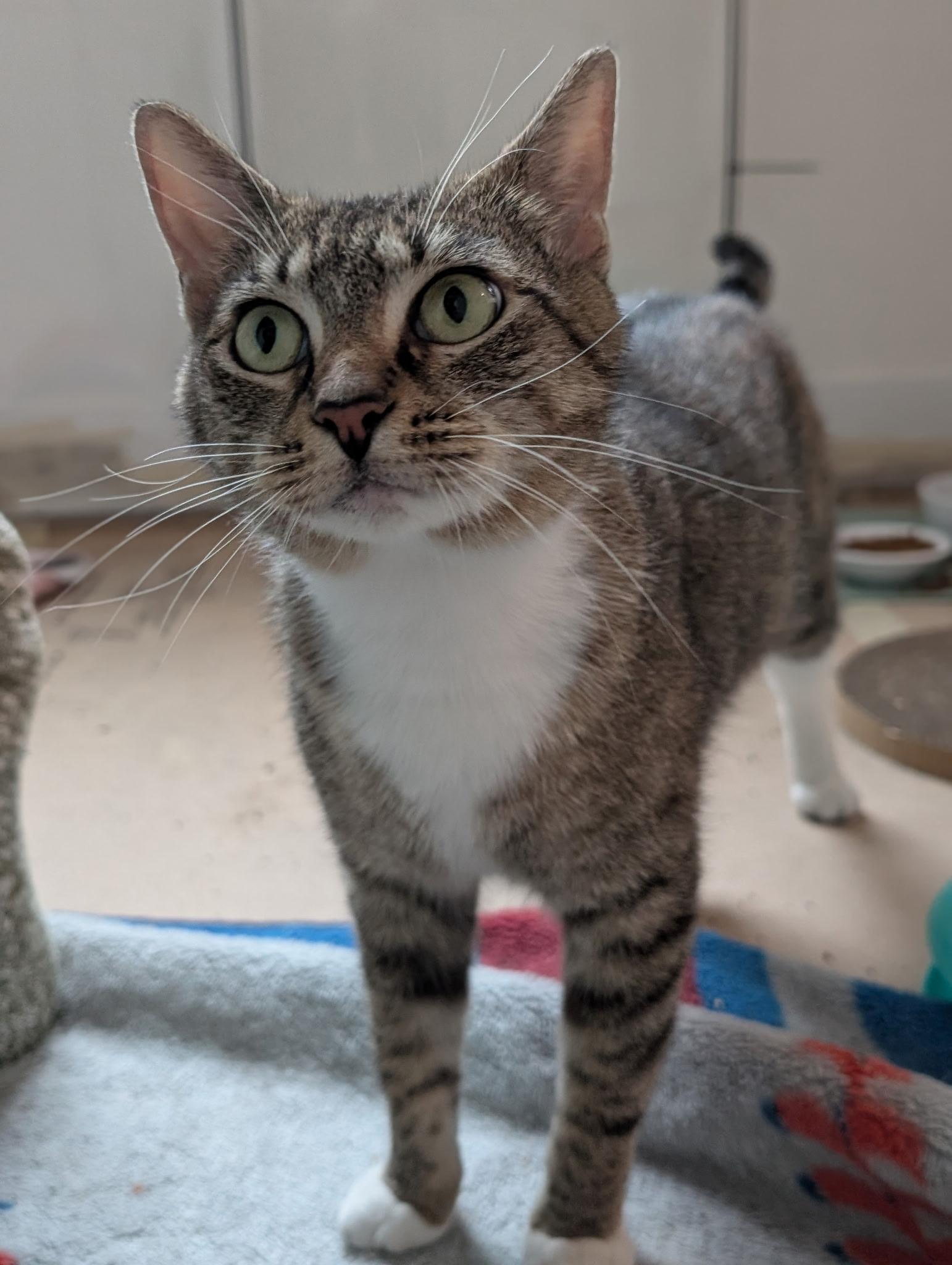 Enlarge Binoculars, a ADOPTABLE Domestic Short Hair in Alexandria, VA image 4/6