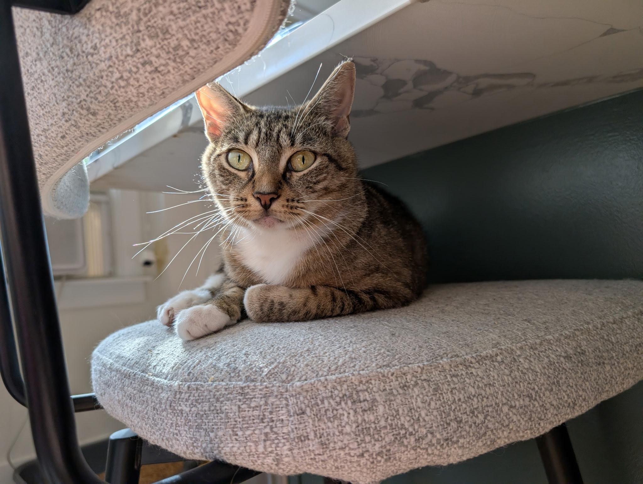 Enlarge Binoculars, a ADOPTABLE Domestic Short Hair in Alexandria, VA image 5/6