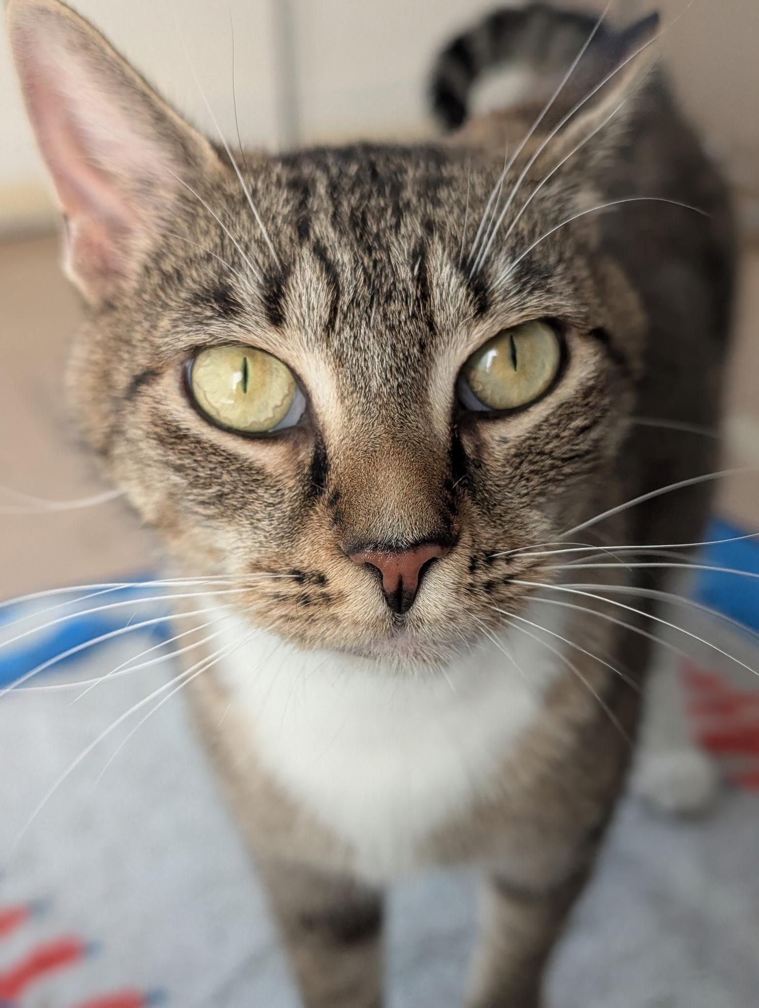Enlarge Binoculars, a ADOPTABLE Domestic Short Hair in Alexandria, VA image 3/6