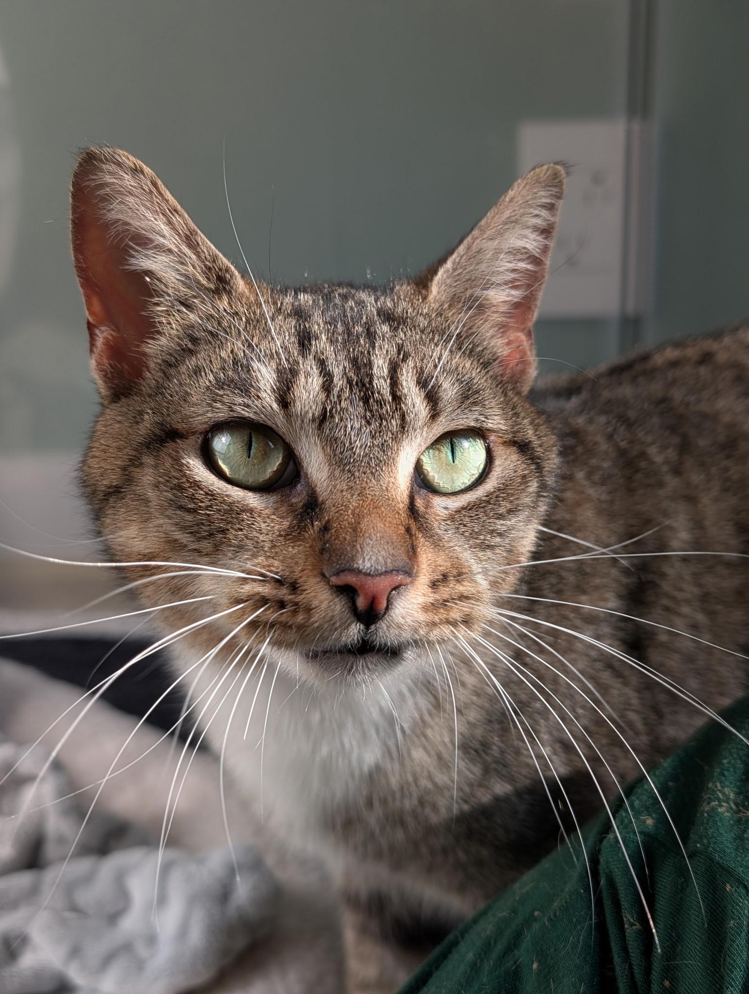 Enlarge Binoculars, a ADOPTABLE Domestic Short Hair in Alexandria, VA image 2/6