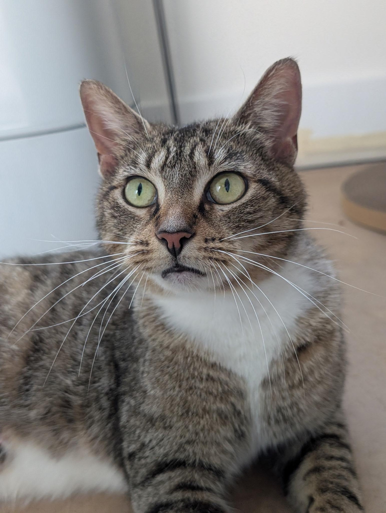 Enlarge Binoculars, a ADOPTABLE Domestic Short Hair in Alexandria, VA image 6/6