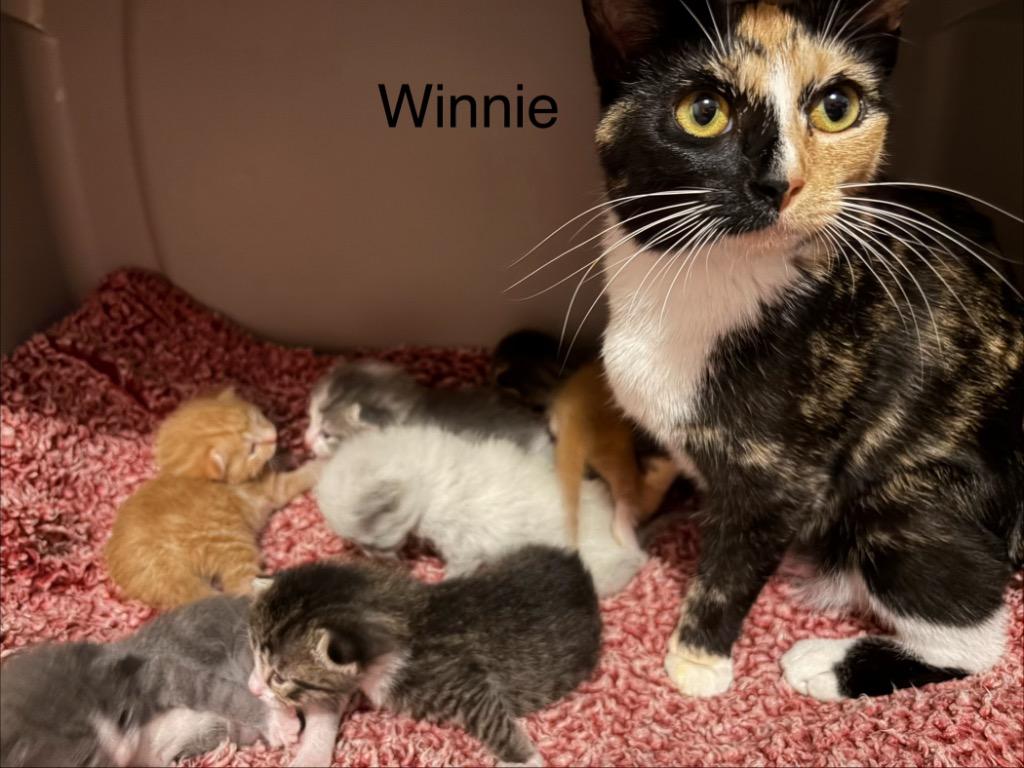 Winnie, Adoptable, Adult Female Domestic Short Hair.