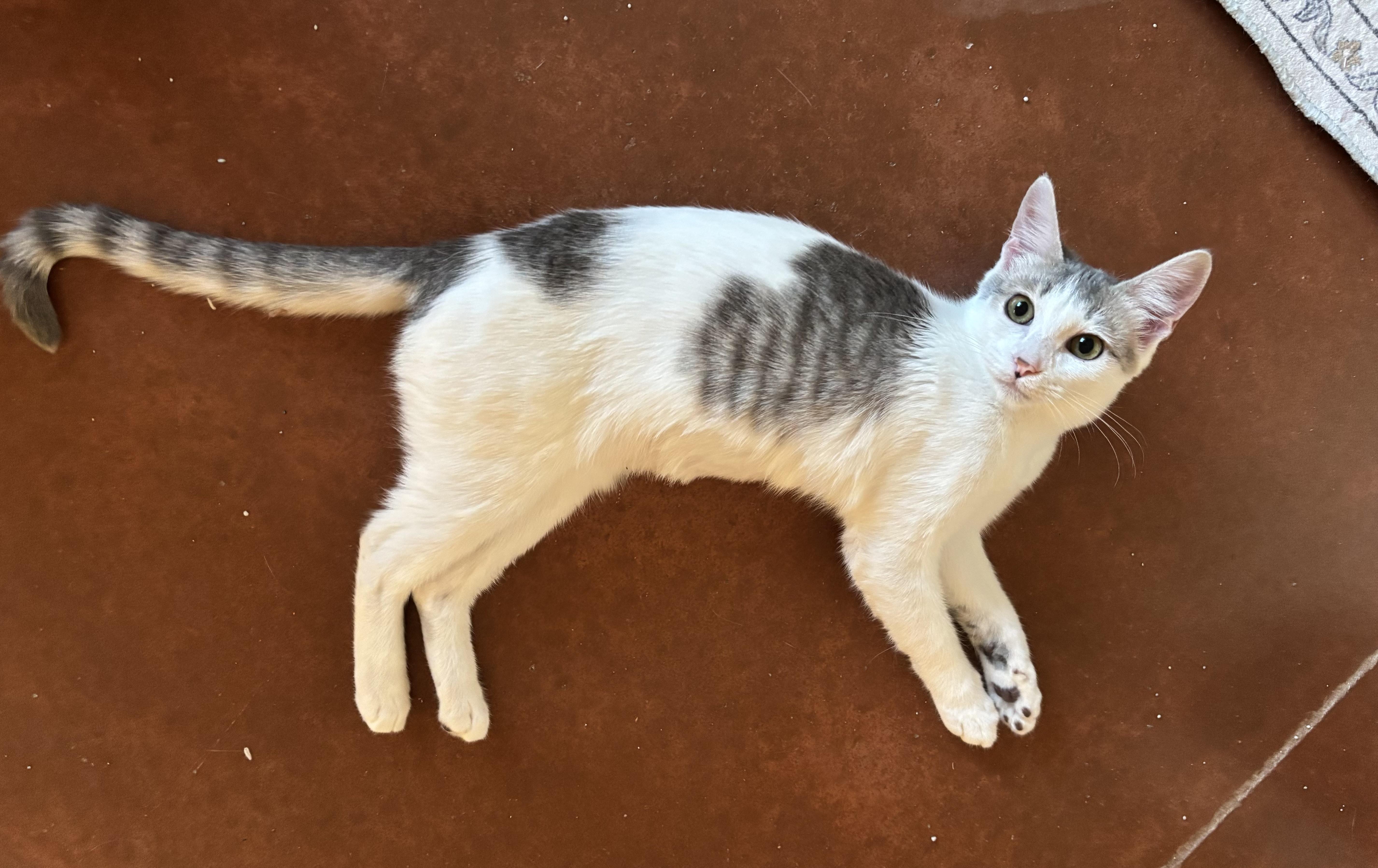 Sister Girl, Adoptable, Kitten Female Domestic Short Hair.
