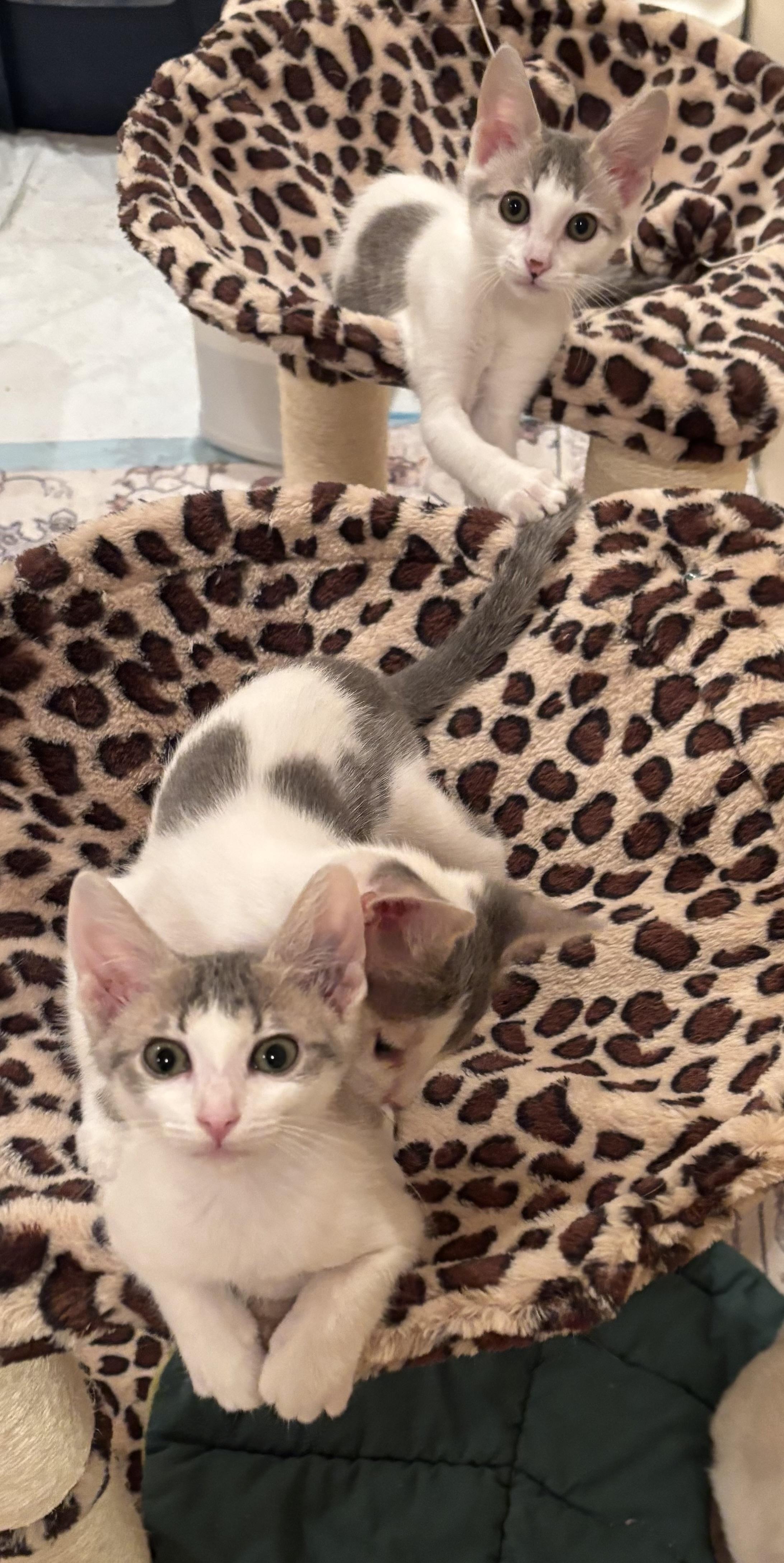 Sister Girl, a Adoptable Domestic Short Hair in Sierra Vista, AZ image 2/2