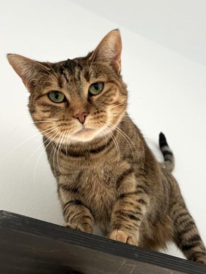 Trixie, Adoptable, Adult Female Domestic Short Hair & Domestic Short Hair.