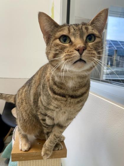 Enlarge Trixie, a Adoptable mixed breed in Madison, WI image 2/3