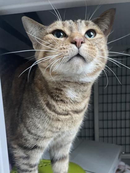 Enlarge Trixie, a Adoptable mixed breed in Madison, WI image 3/3