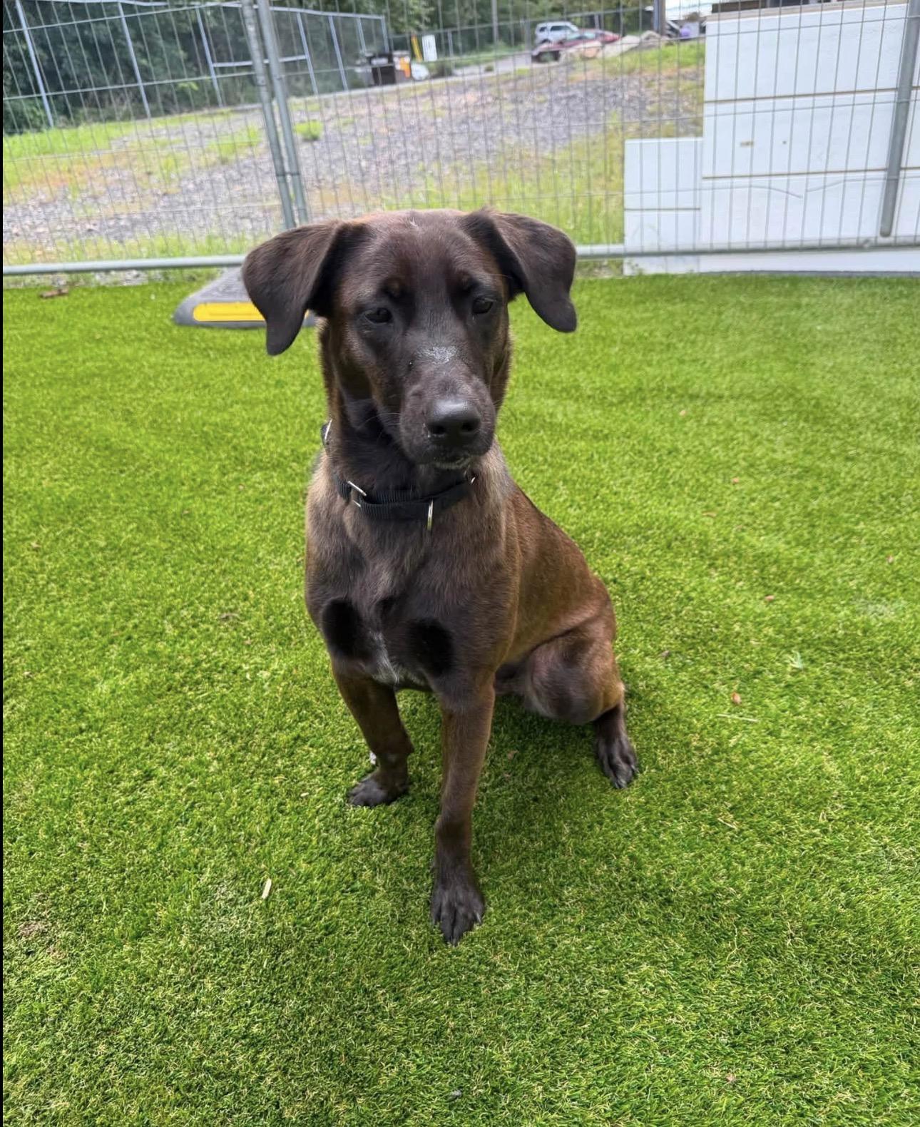 Enlarge Zuzu, a Adopted mixed breed in Kutztown, PA image 2/4