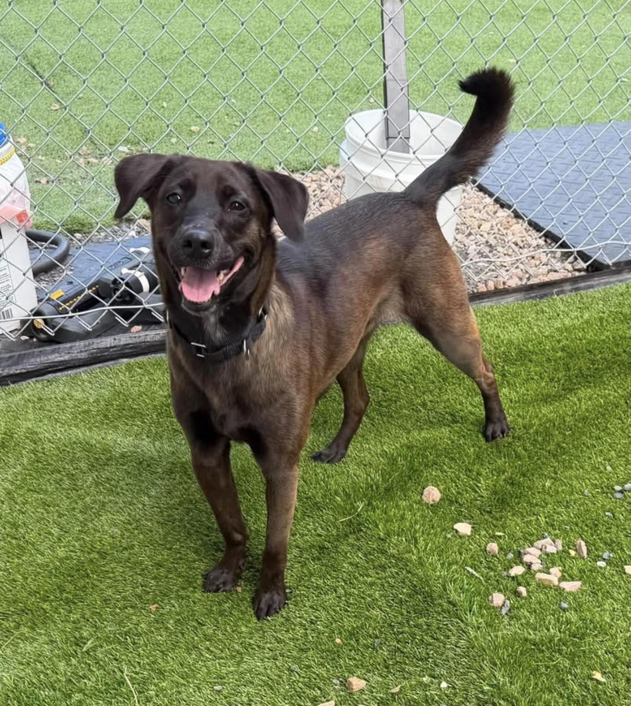 Zuzu, Adopted, Adult Female Labrador Retriever.