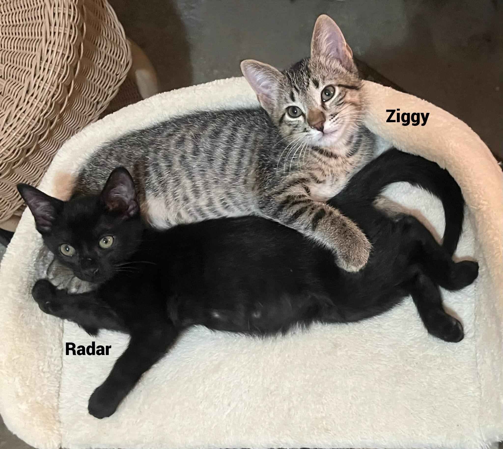 Ziggy – A Pintsized thumbnail 5