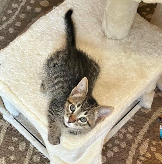 Ziggy – A Pintsized thumbnail 2