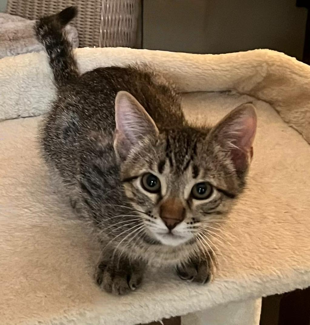 Ziggy – A Pintsized