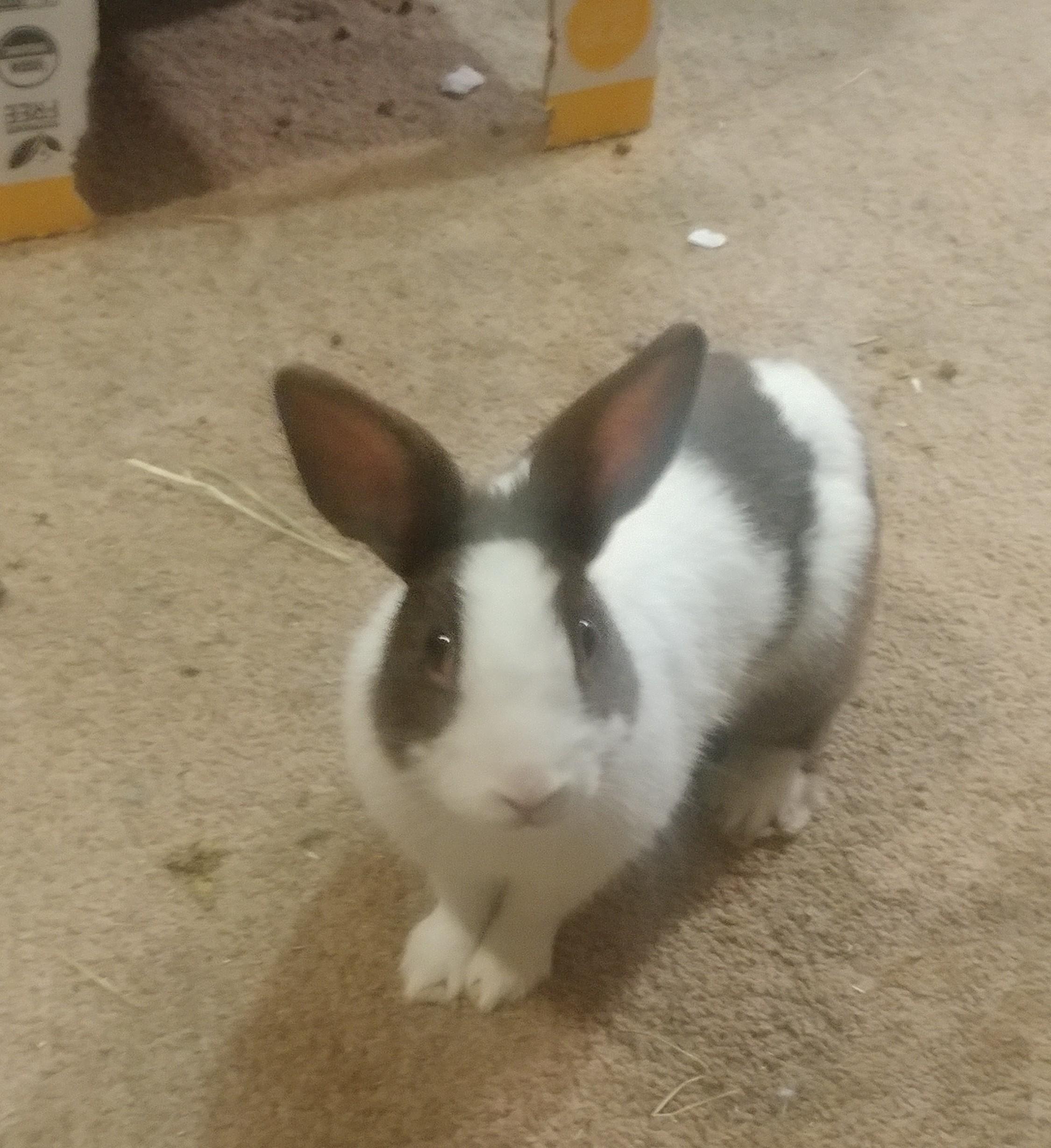 Barnaby, an adopted Dutch in Lake Elsinore, CA image 1/6