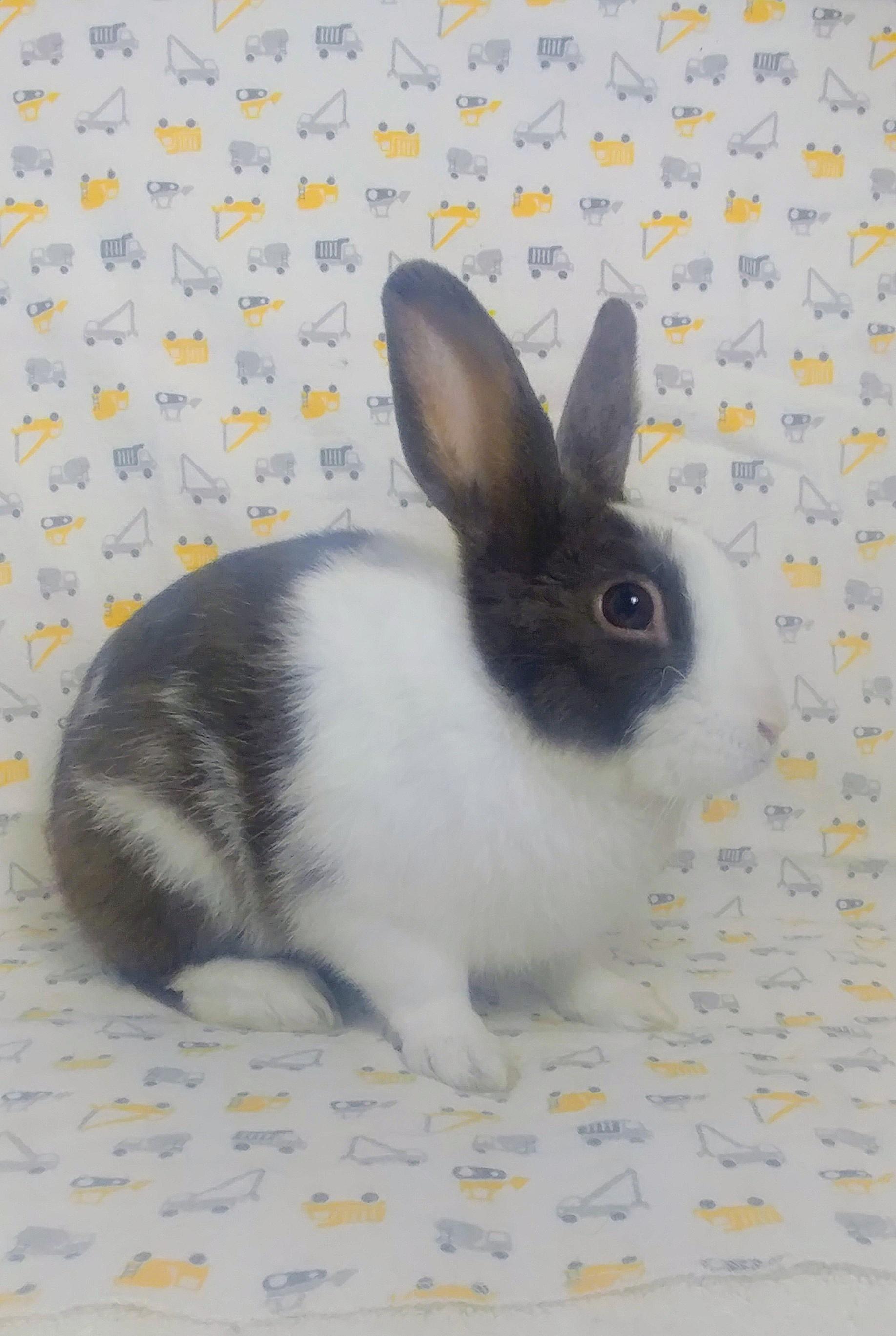 Barnaby, an adopted Dutch in Lake Elsinore, CA image 4/6