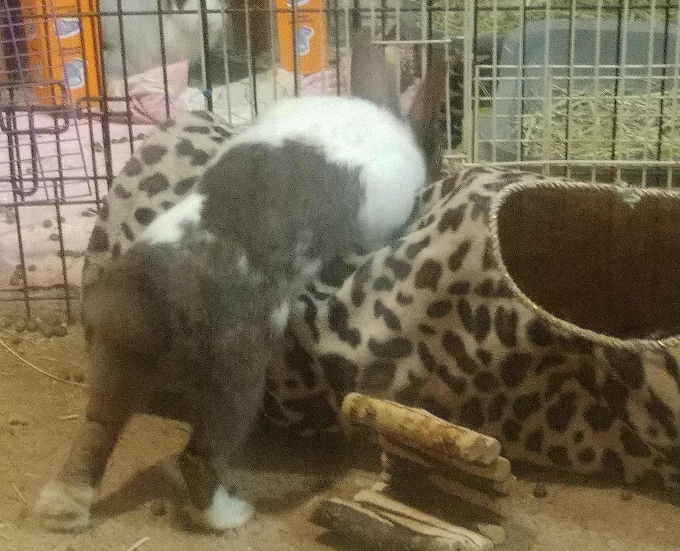 Barnaby, an adopted Dutch in Lake Elsinore, CA image 3/6