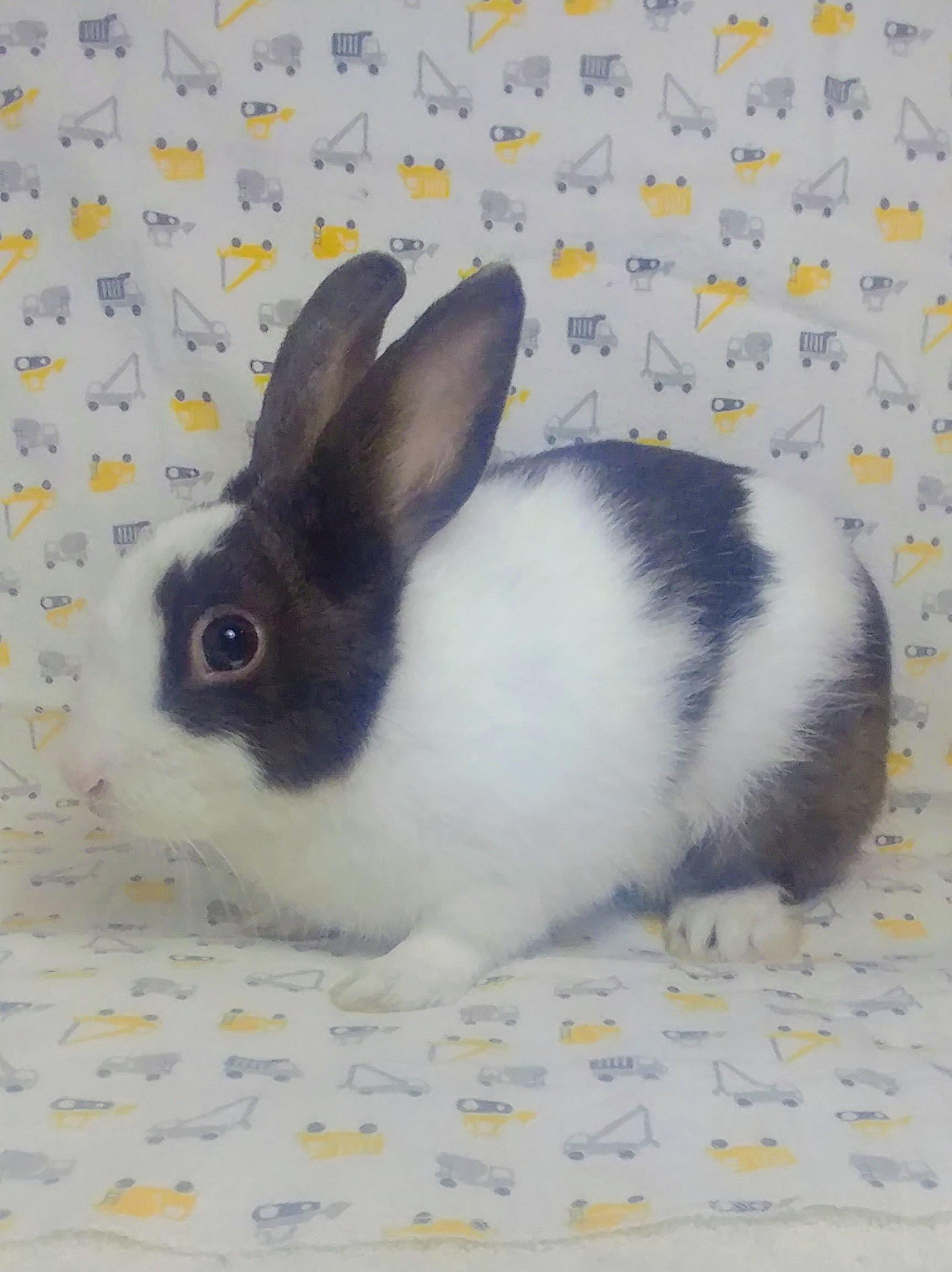 Barnaby, an adopted Dutch in Lake Elsinore, CA image 2/6