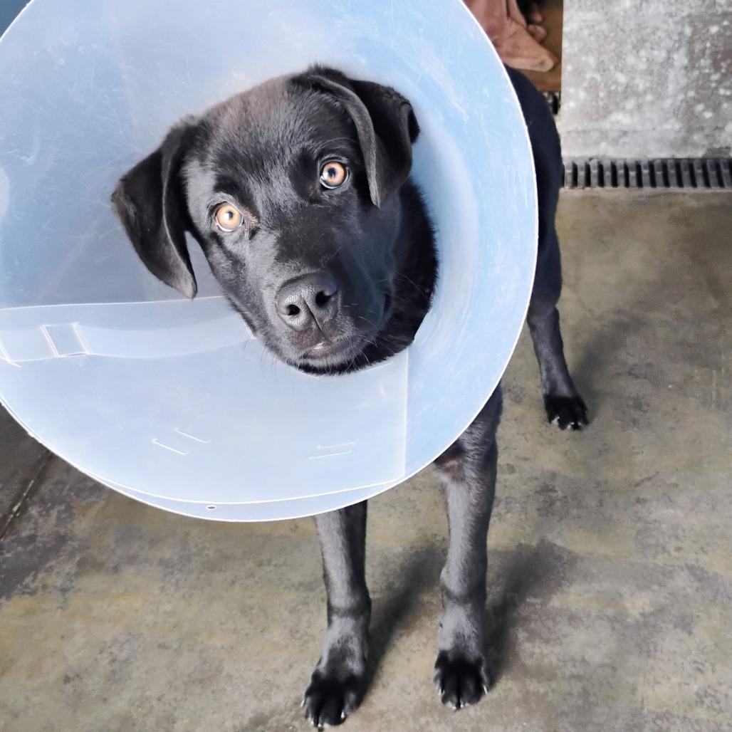 Ozzy, Adoptable, Young Male Labrador Retriever & Mixed Breed.