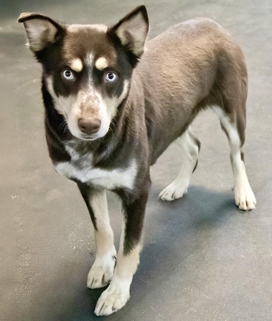Enlarge Jelly, a ADOPTABLE mixed breed in Westfield, NY image 5/6