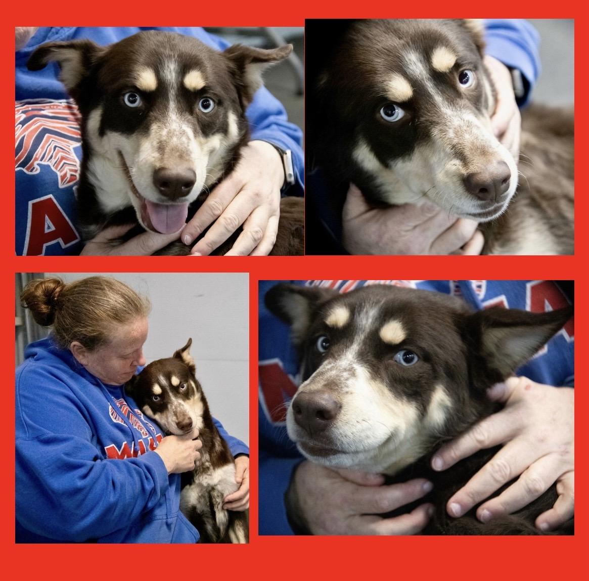 Enlarge Jelly, a ADOPTABLE mixed breed in Westfield, NY image 2/6