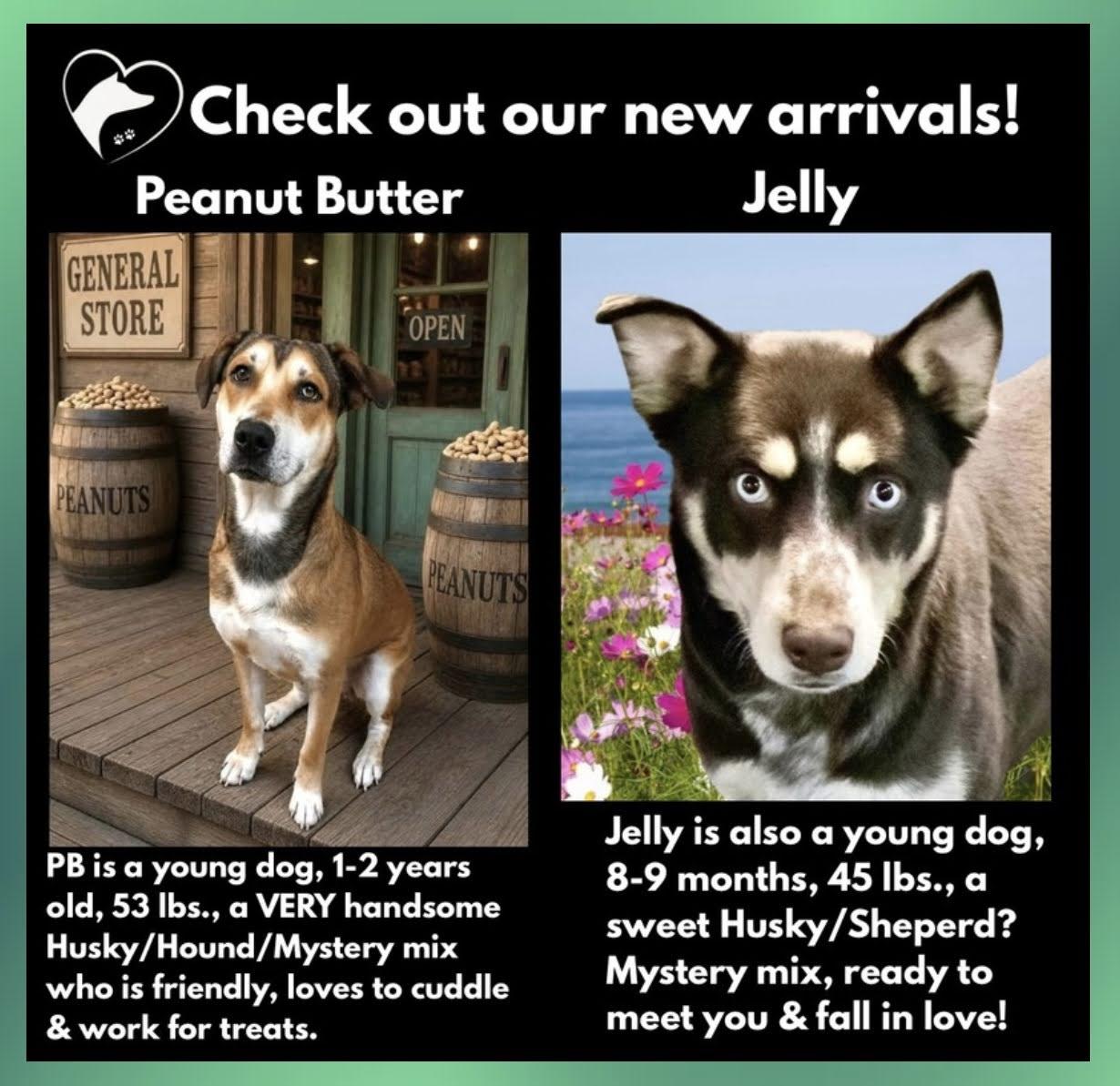 Enlarge Jelly, a ADOPTABLE mixed breed in Westfield, NY image 4/6