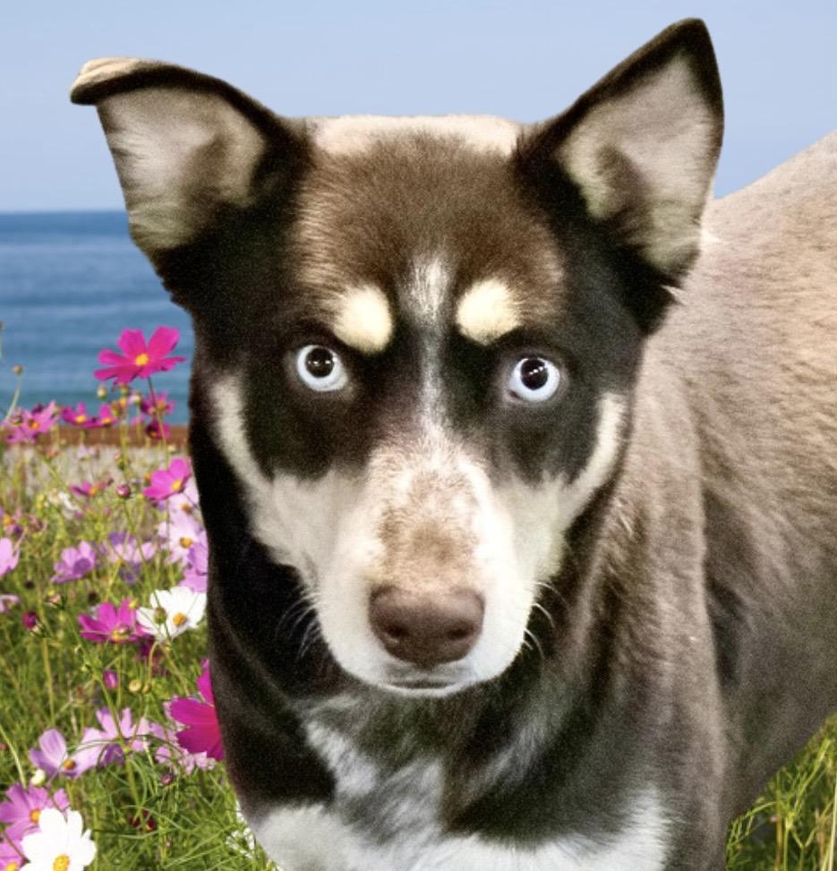 Jelly, ADOPTABLE, Young Female Husky & Shepherd.