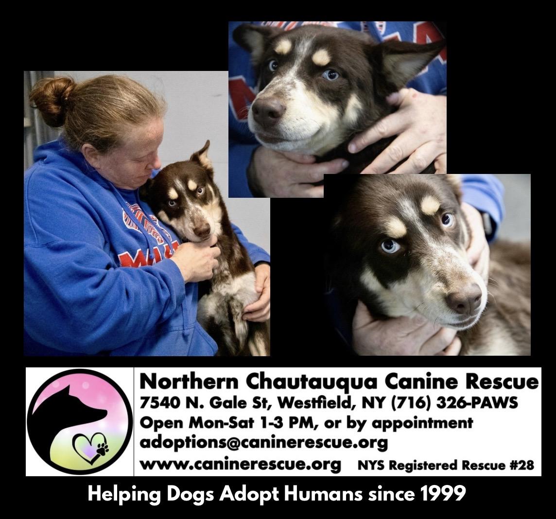 Enlarge Jelly, a ADOPTABLE mixed breed in Westfield, NY image 3/6