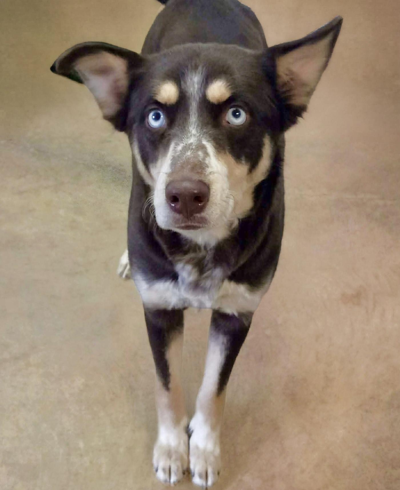 Enlarge Jelly, a ADOPTABLE mixed breed in Westfield, NY image 6/6