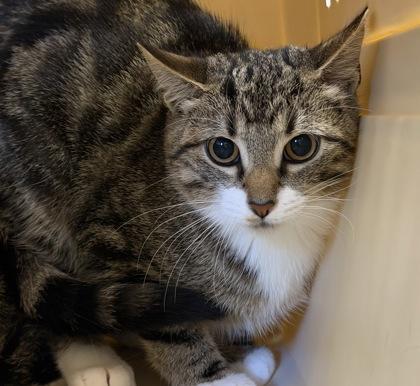 Enlarge Benny, a Adoptable mixed breed in Dubuque, IA image 3/3