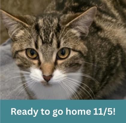 Benny, Adoptable, Young Male Domestic Short Hair.