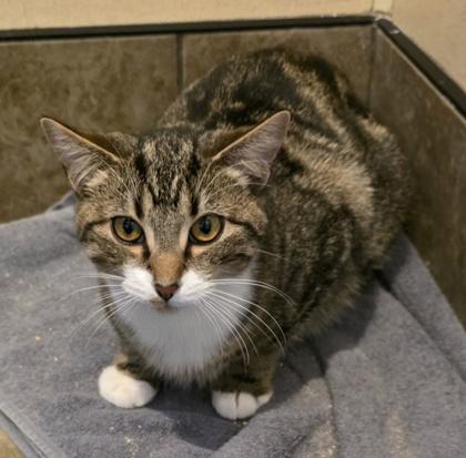 Enlarge Benny, a Adoptable mixed breed in Dubuque, IA image 2/3