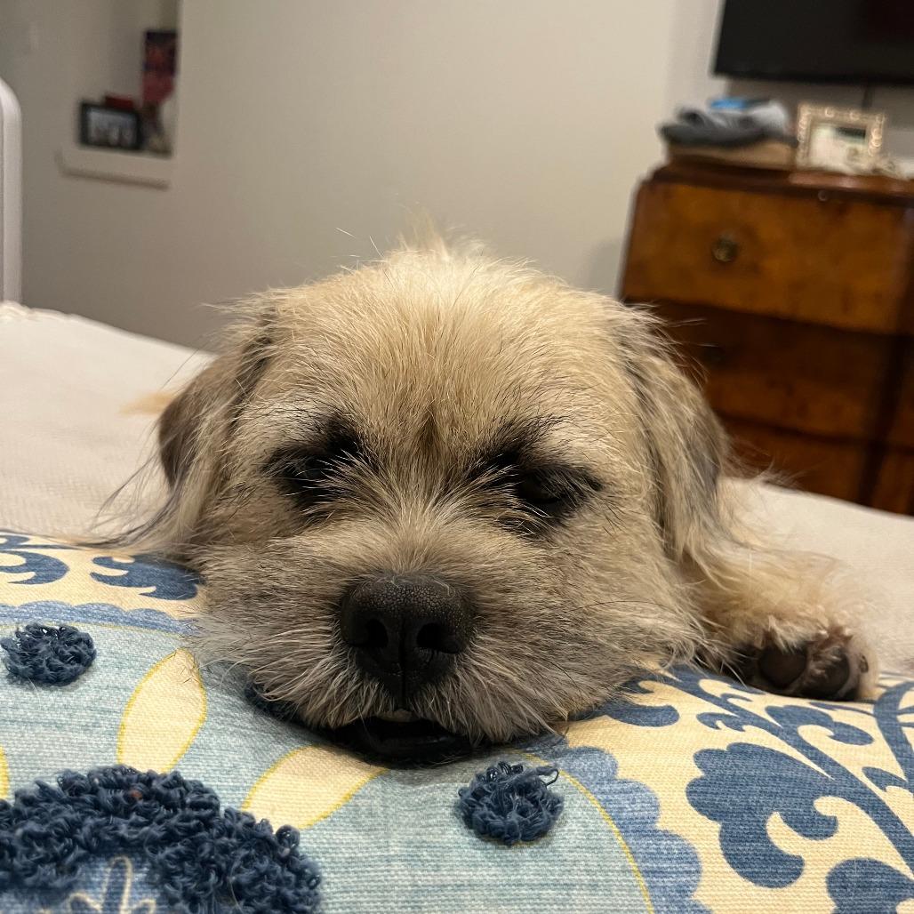 Loki, Adoptable, Young Male Border Terrier & Terrier.