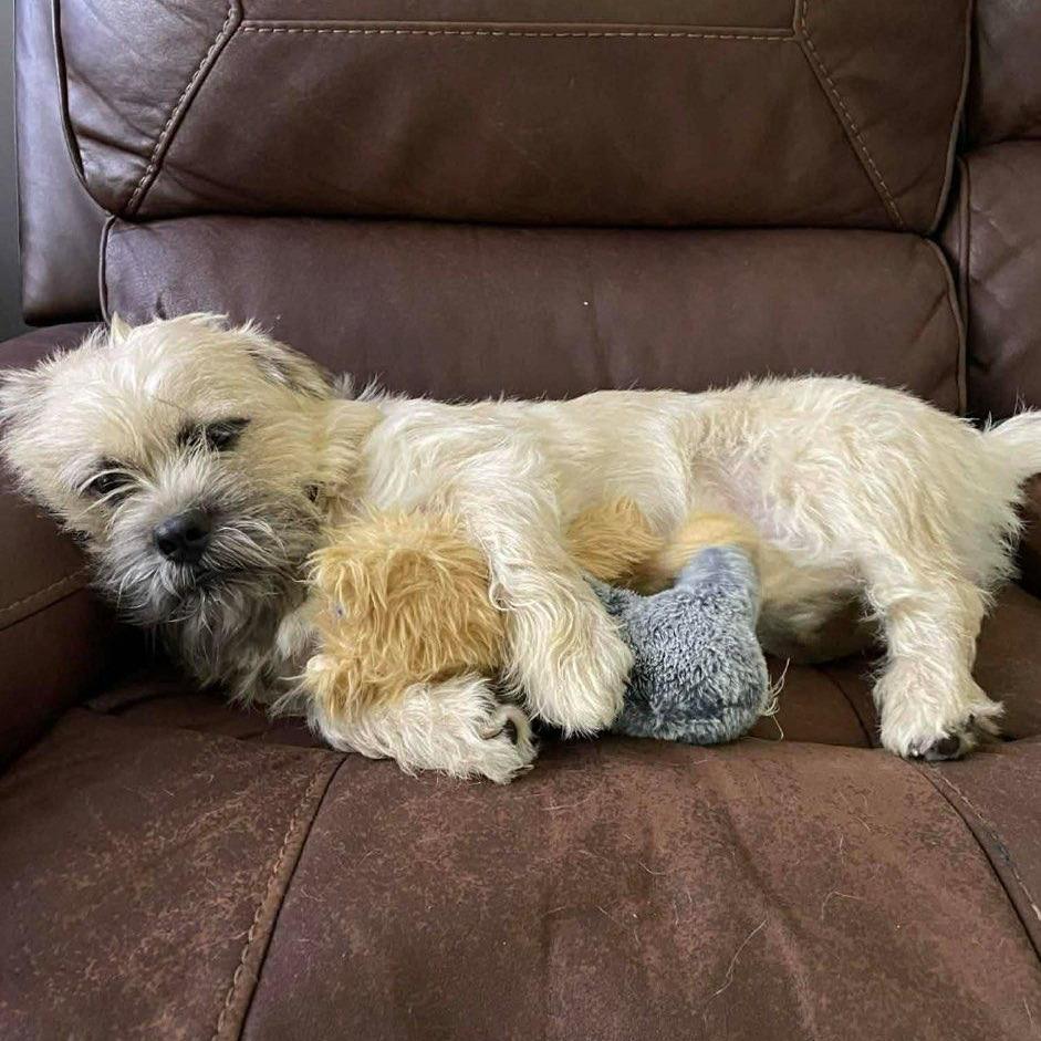 Enlarge Loki, a Adoptable mixed breed in Houston, TX image 2/6