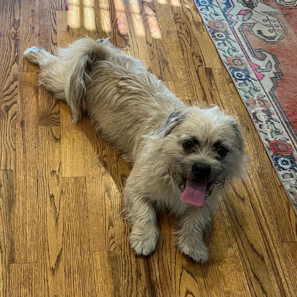 Enlarge Loki, a Adoptable mixed breed in Houston, TX image 3/6