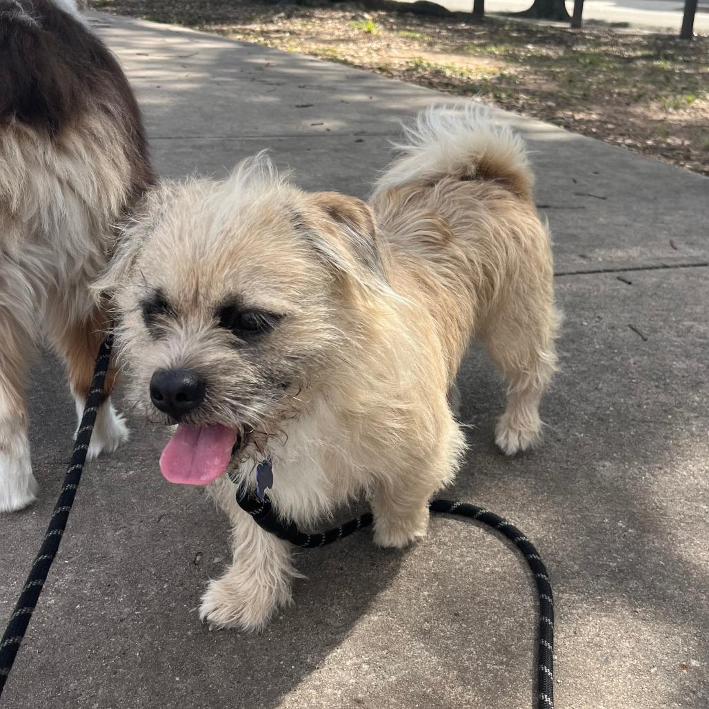 Enlarge Loki, a Adoptable mixed breed in Houston, TX image 4/6