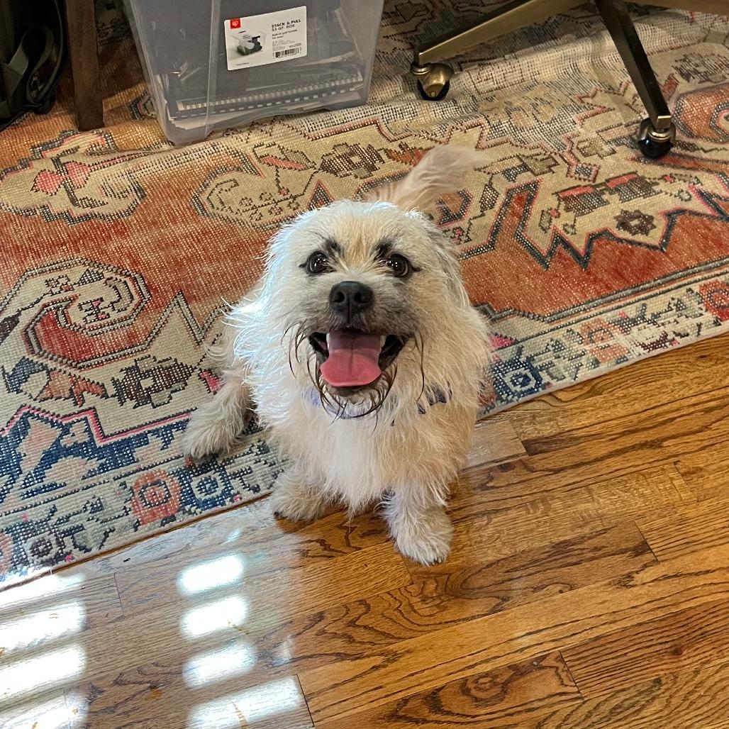 Enlarge Loki, a Adoptable mixed breed in Houston, TX image 5/6