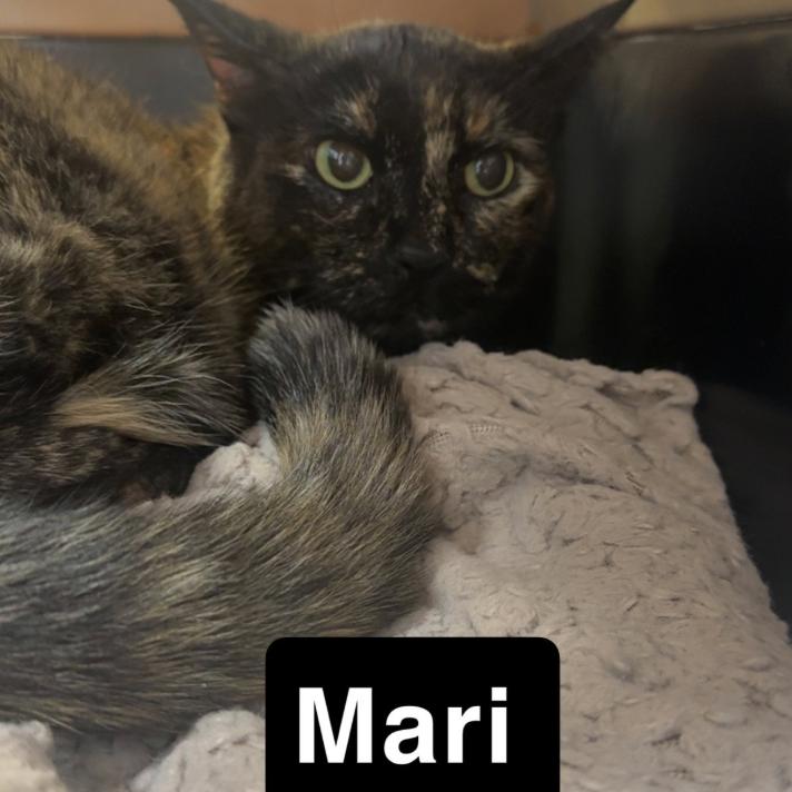 Mari, Adoptable, Senior Female Domestic Short Hair.