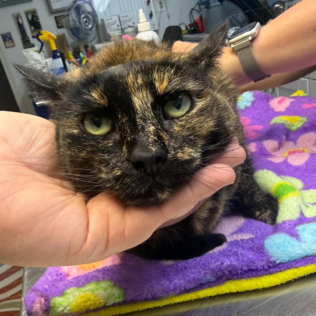 Enlarge Mari, a Adoptable Domestic Short Hair in Coralville, IA image 2/2