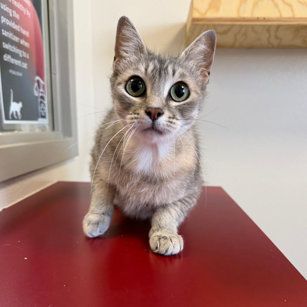 Louise, Adoptable, Young Female Domestic Short Hair.
