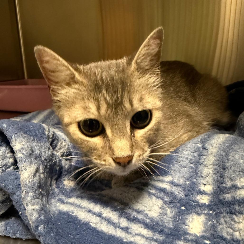Enlarge Louise, a Adoptable Domestic Short Hair in Cody, WY image 2/2