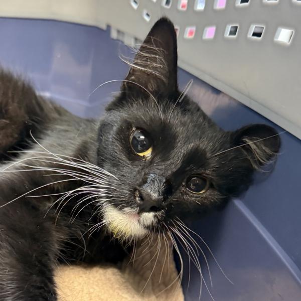 Honda, Adoptable, Adult Female Domestic Short Hair.