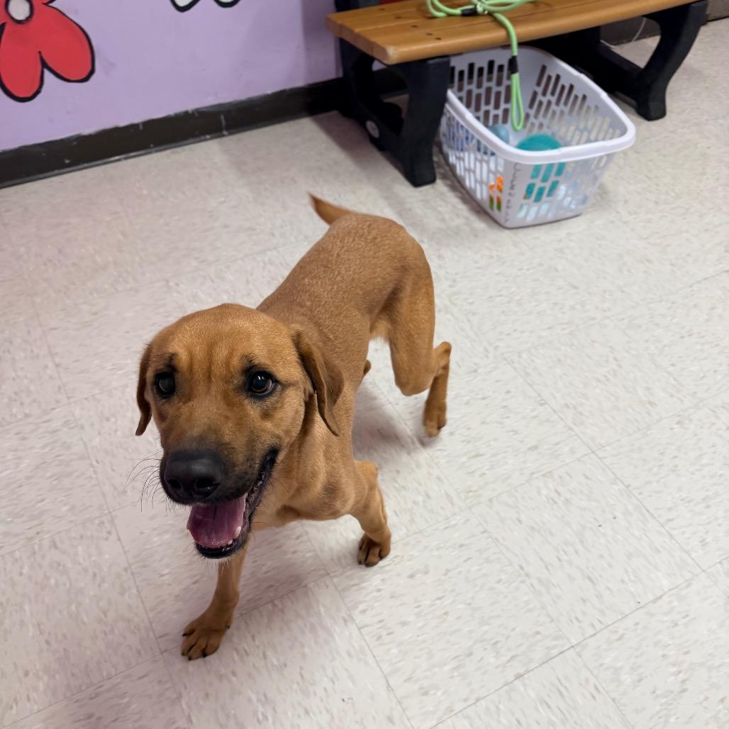 Enlarge Dallas, a Adoptable mixed breed in Binghamton, NY image 1/5