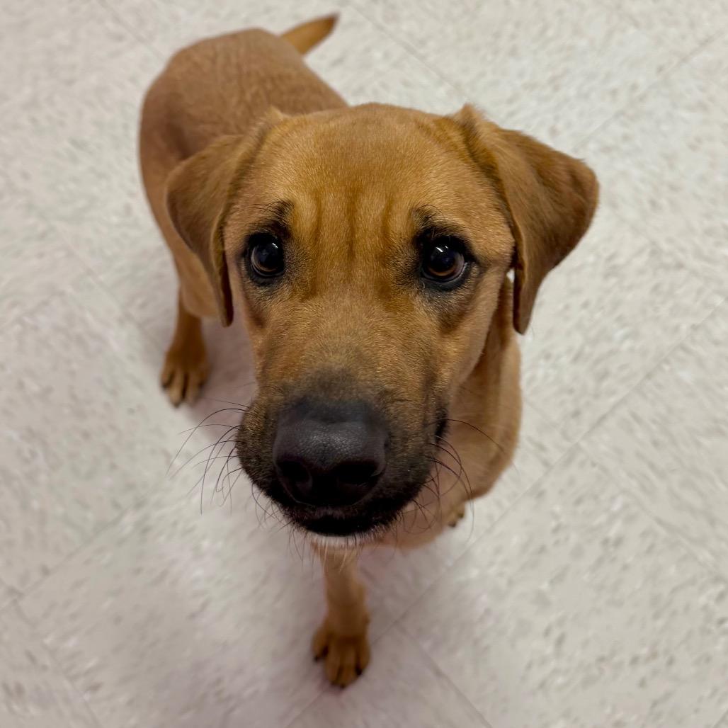 Enlarge Dallas, a Adoptable mixed breed in Binghamton, NY image 2/5